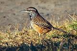 Cactus Wren_39272